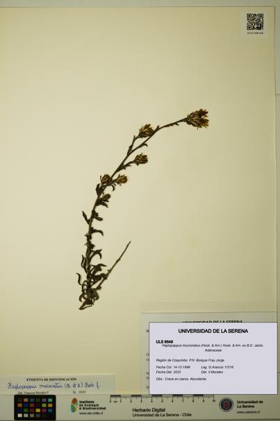Haplopappus mucronatus [Espécimen: ULS:ULS:0006549]