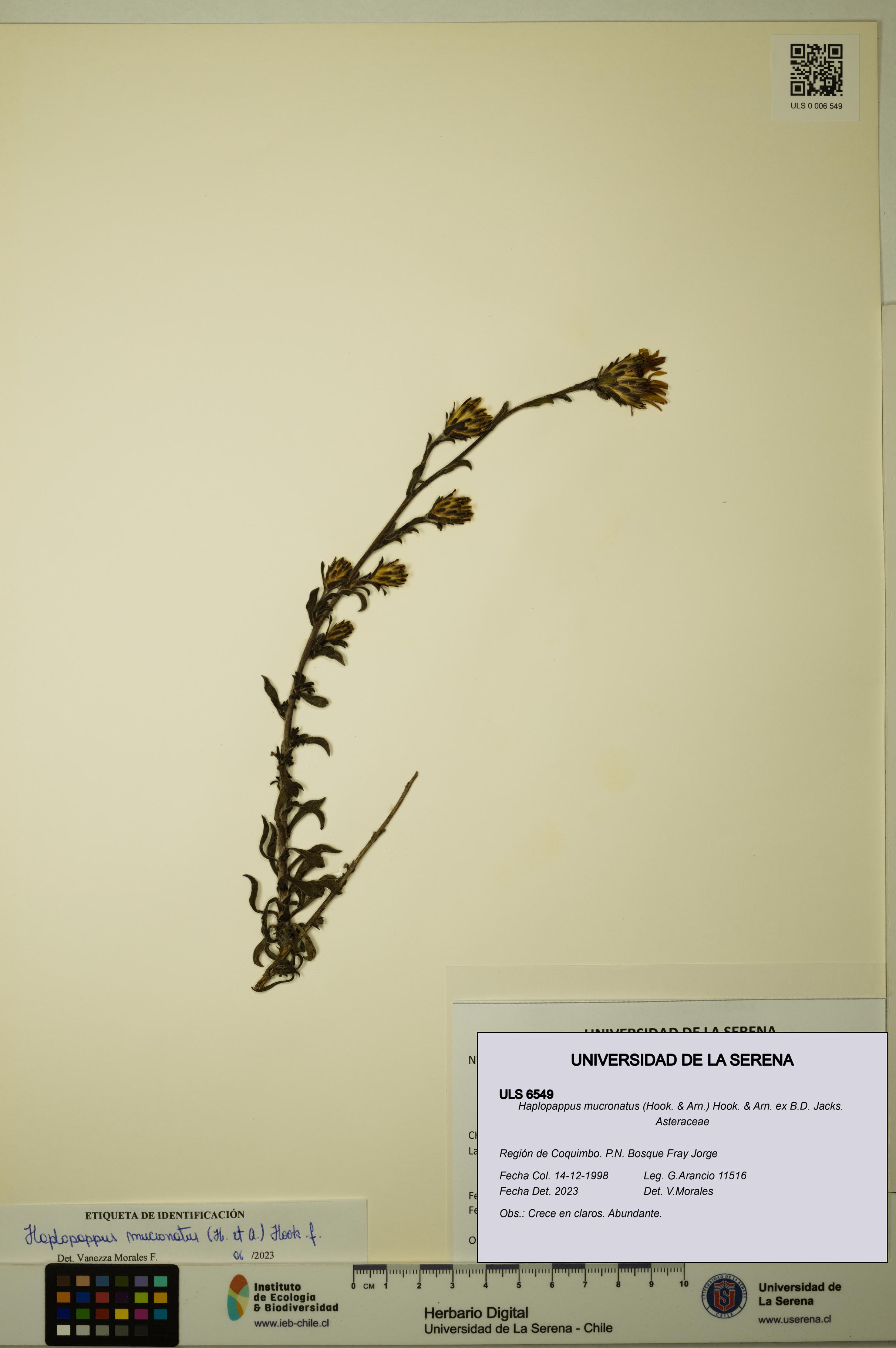 Haplopappus mucronatus [Espécimen: ULS:ULS:0006549]