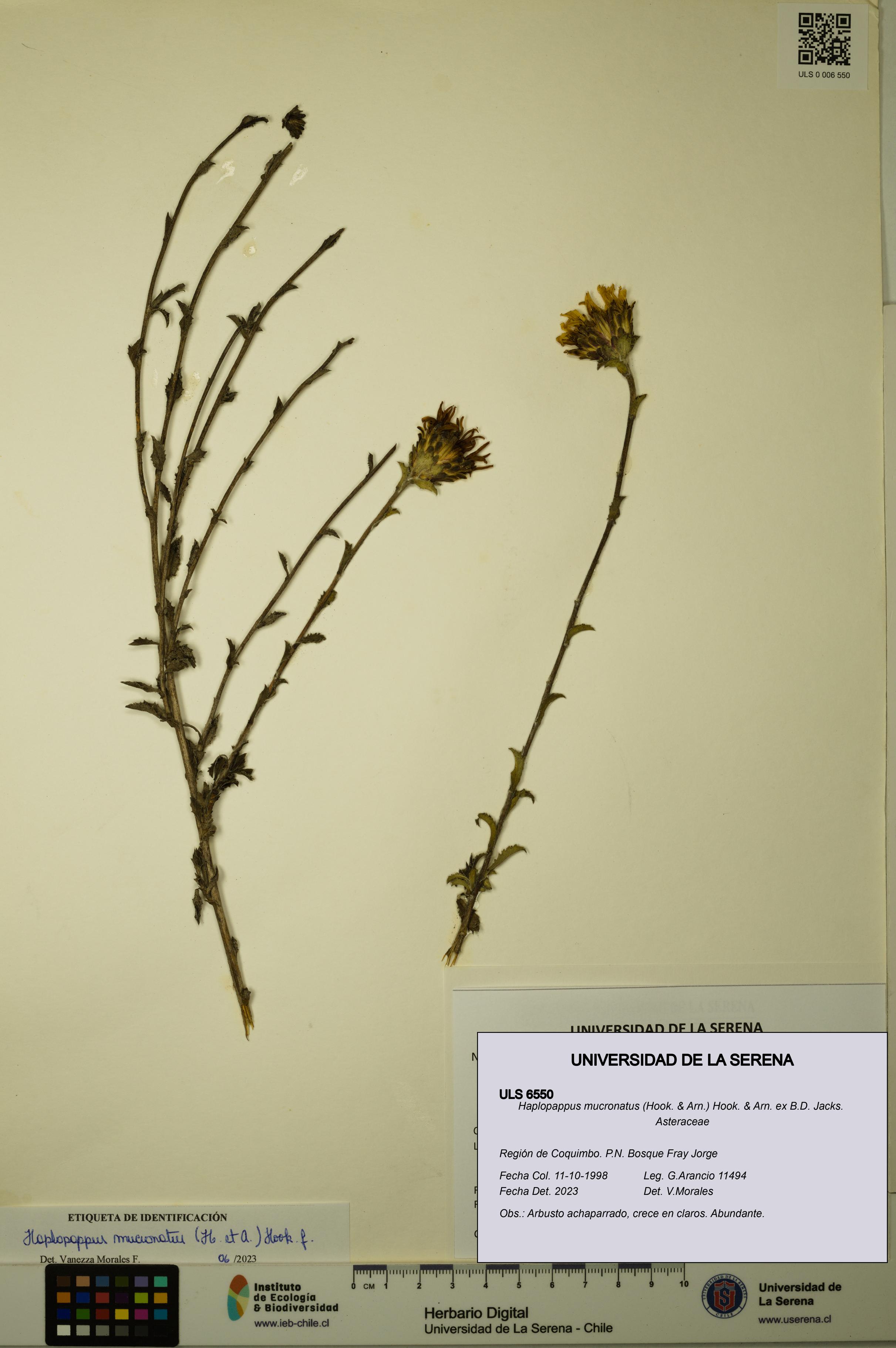 Haplopappus mucronatus [Espécimen: ULS:ULS:0006550]