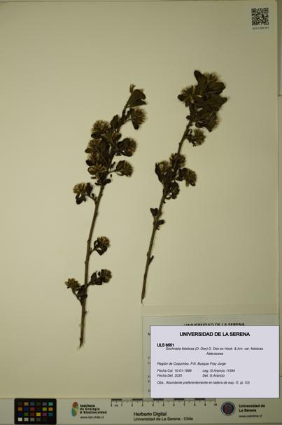 Gochnatia foliolosa var. foliolosa [Espécimen: ULS:ULS:0006551]