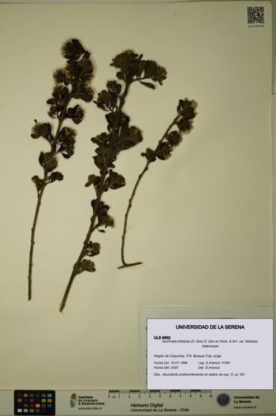 Gochnatia foliolosa var. foliolosa [Espécimen: ULS:ULS:0006552]