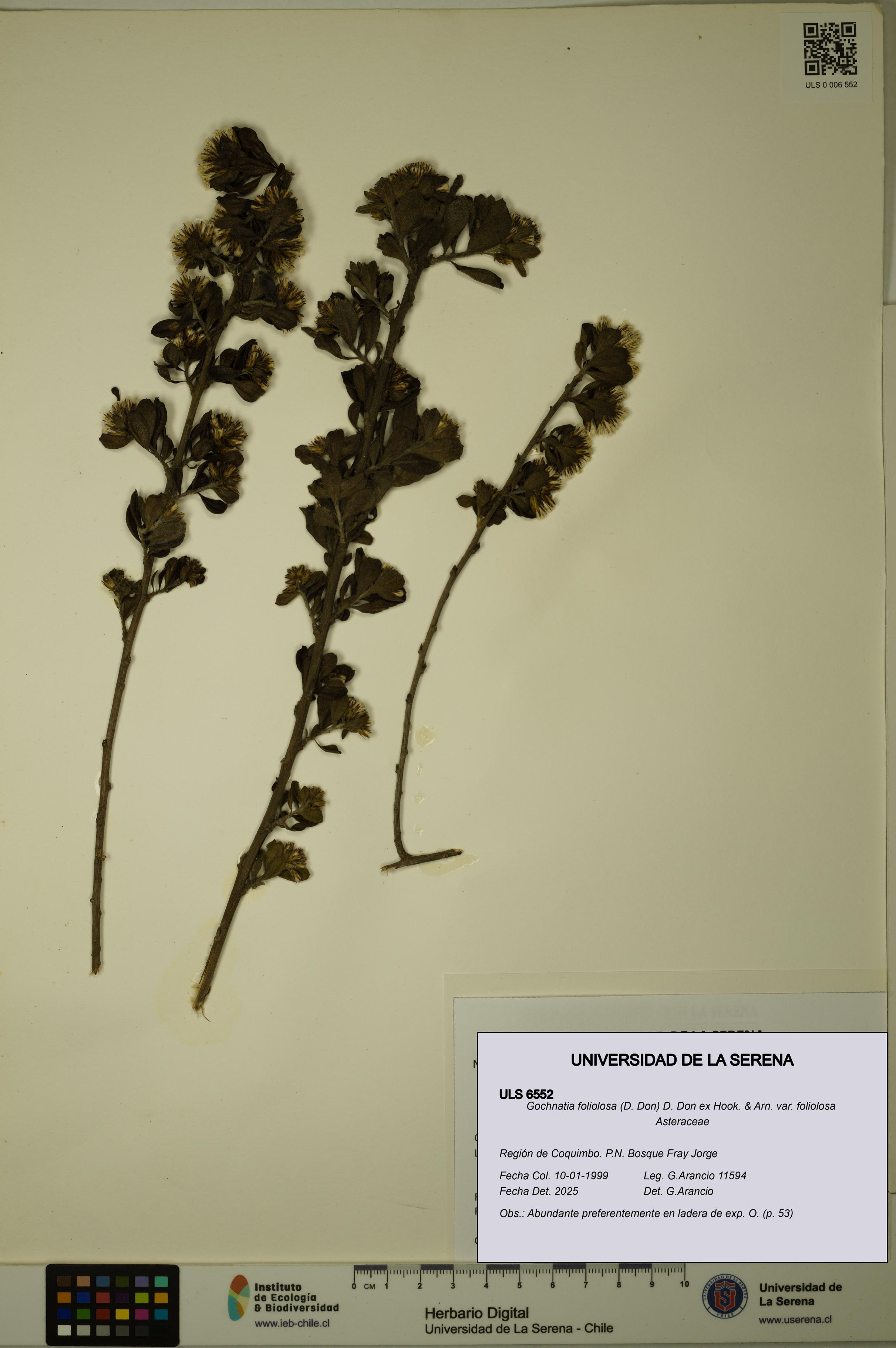 Gochnatia foliolosa var. foliolosa [Espécimen: ULS:ULS:0006552]