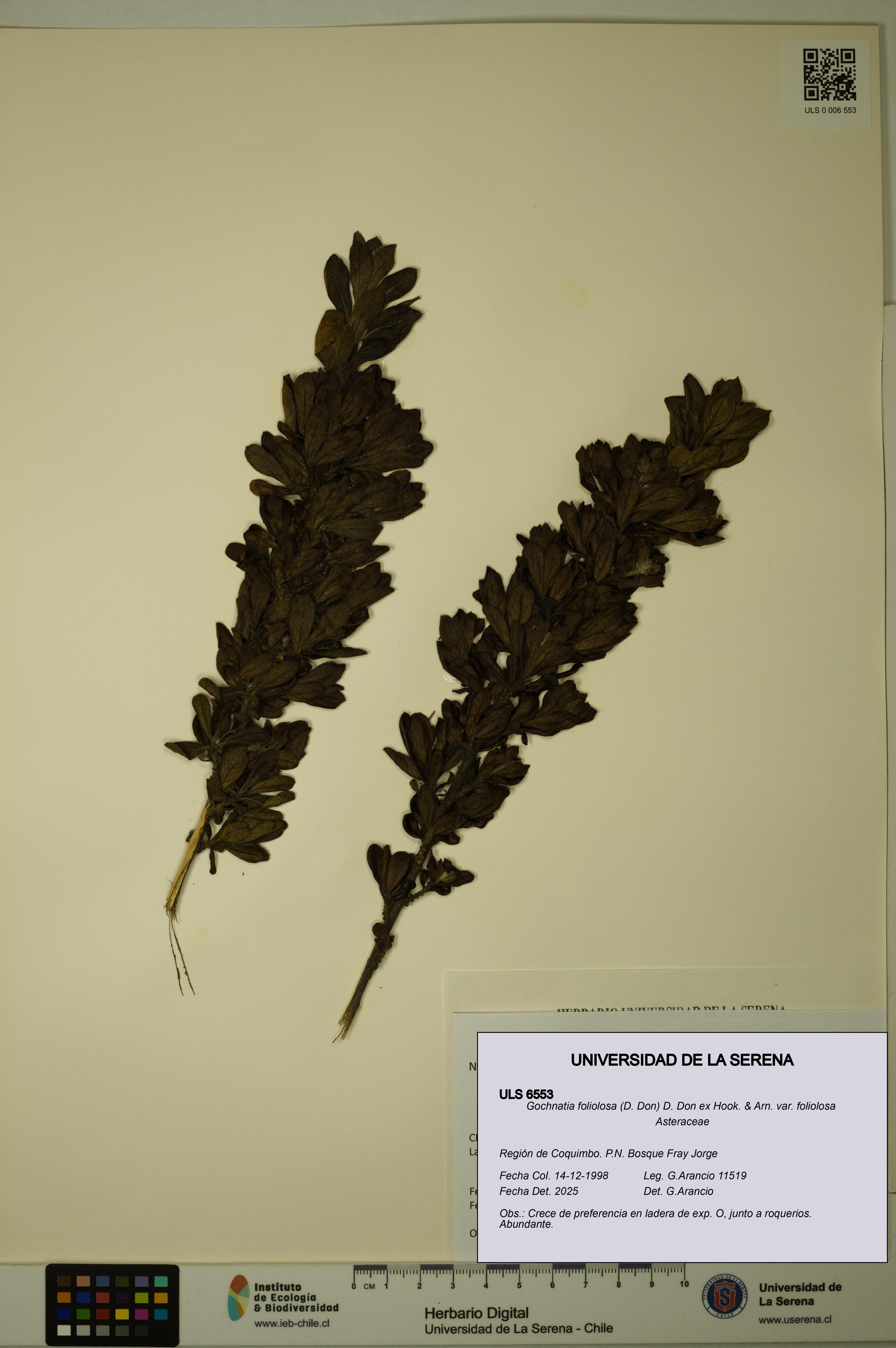 Gochnatia foliolosa var. foliolosa [Espécimen: ULS:ULS:0006553]