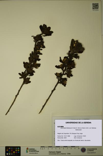 Gochnatia foliolosa var. foliolosa [Espécimen: ULS:ULS:0006554]