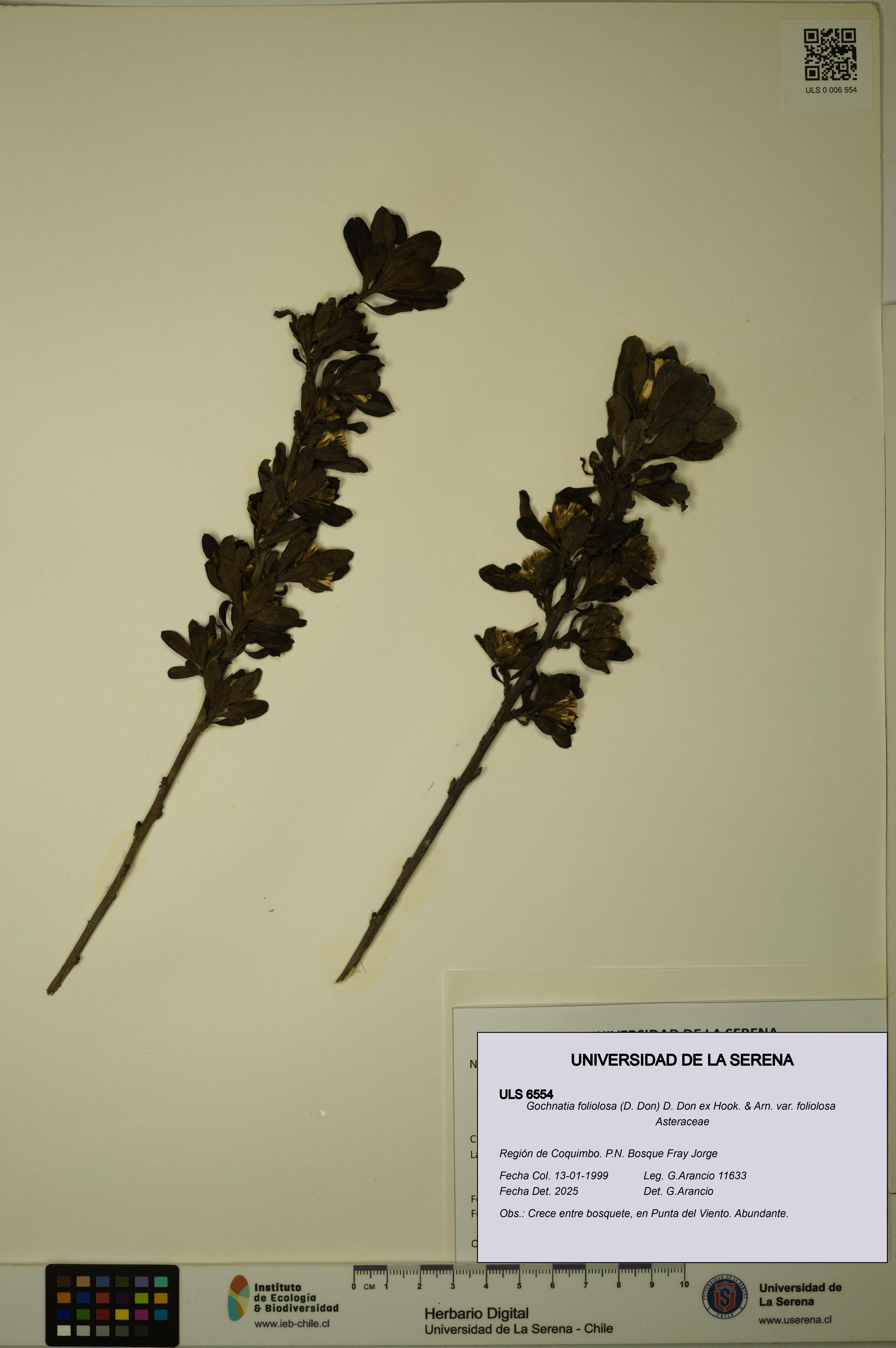 Gochnatia foliolosa var. foliolosa [Espécimen: ULS:ULS:0006554]