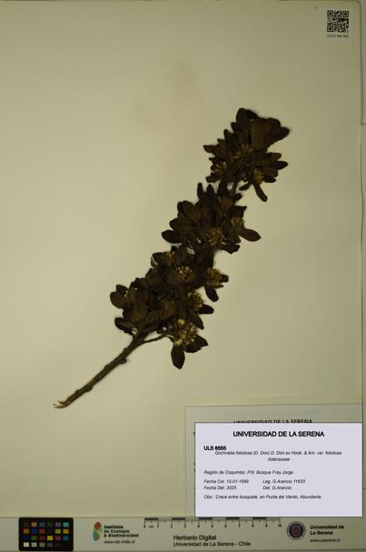 Gochnatia foliolosa var. foliolosa [Espécimen: ULS:ULS:0006555]