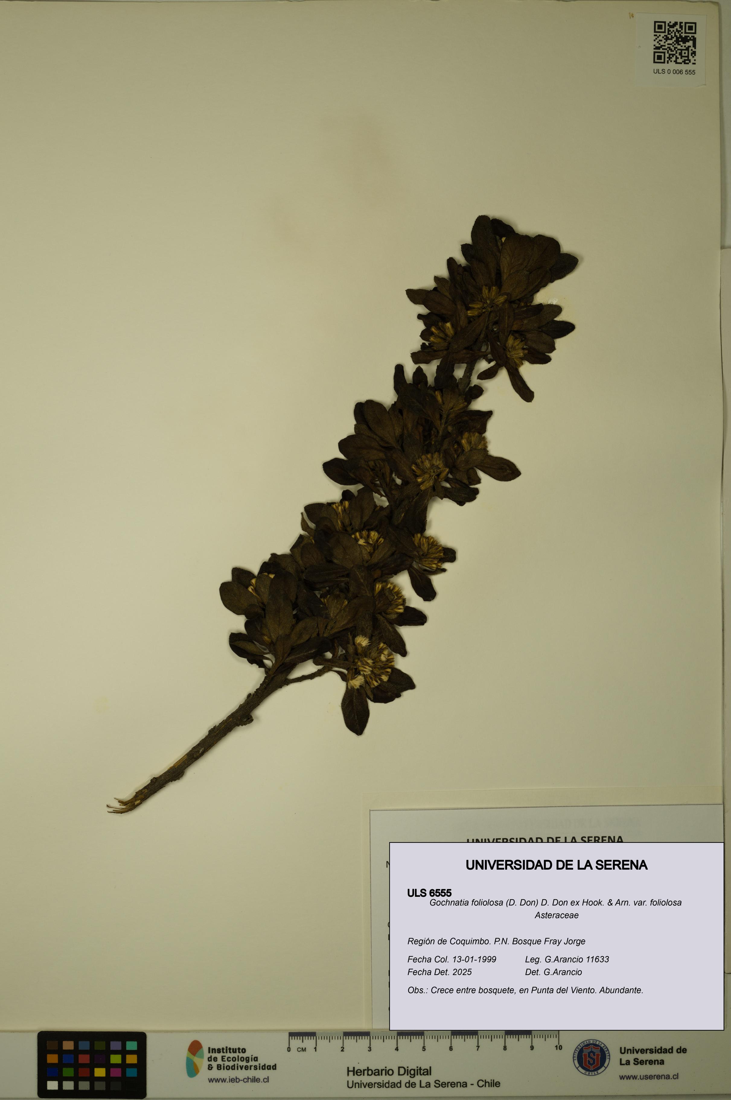 Gochnatia foliolosa var. foliolosa [Espécimen: ULS:ULS:0006555]