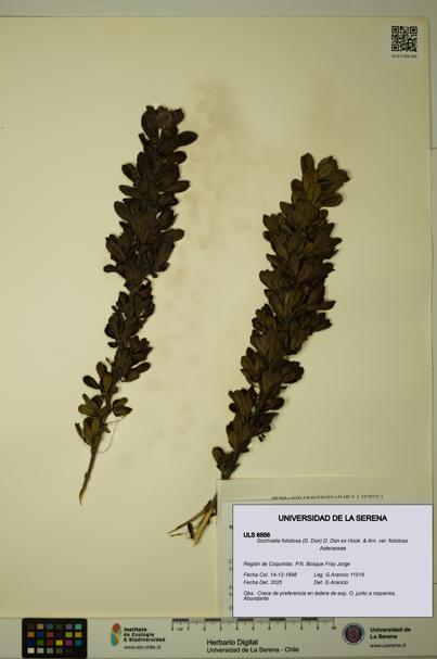 Gochnatia foliolosa var. foliolosa [Espécimen: ULS:ULS:0006556]