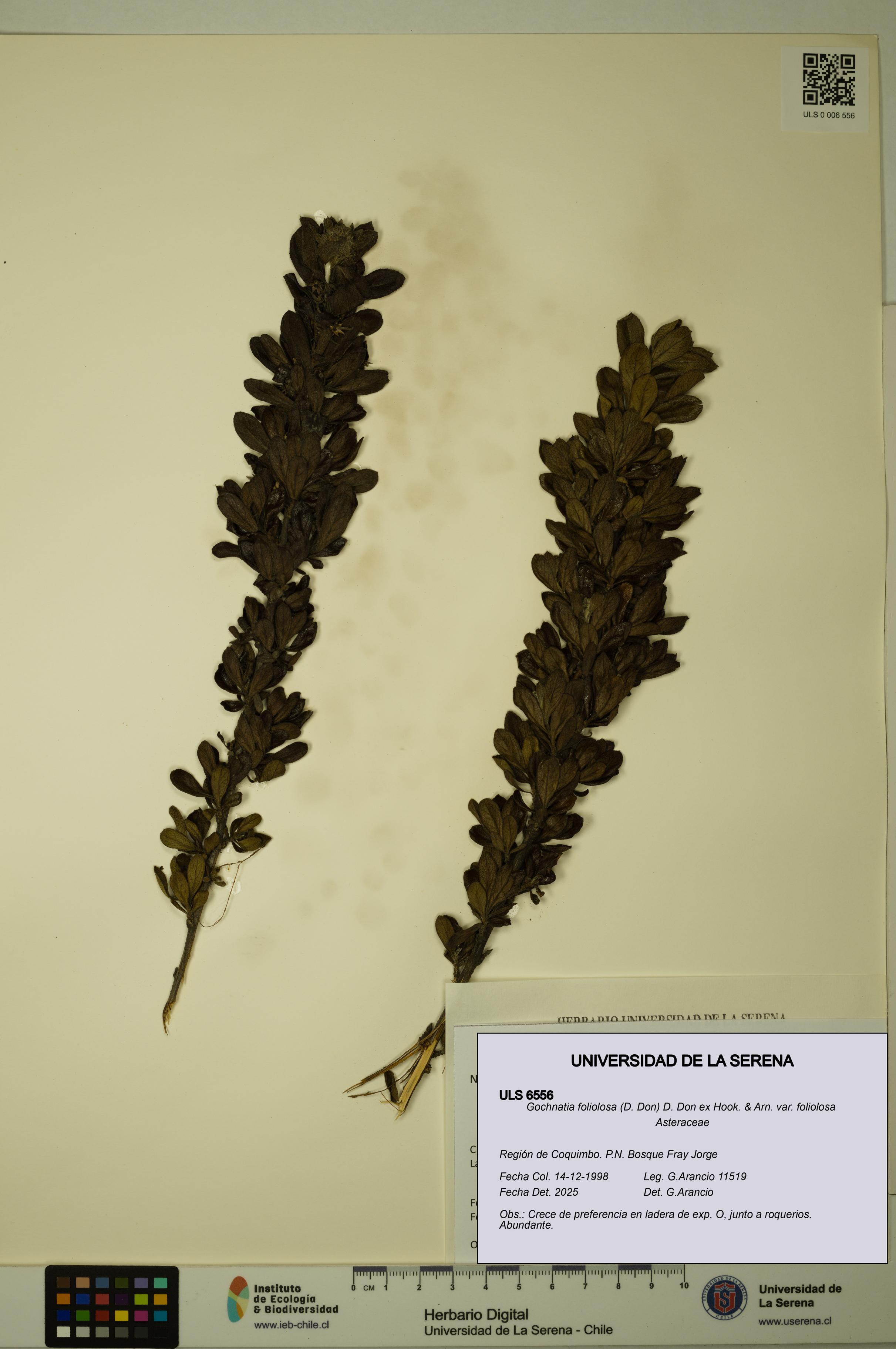 Gochnatia foliolosa var. foliolosa [Espécimen: ULS:ULS:0006556]