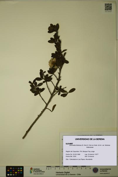 Gochnatia foliolosa var. foliolosa [Espécimen: ULS:ULS:0006557]
