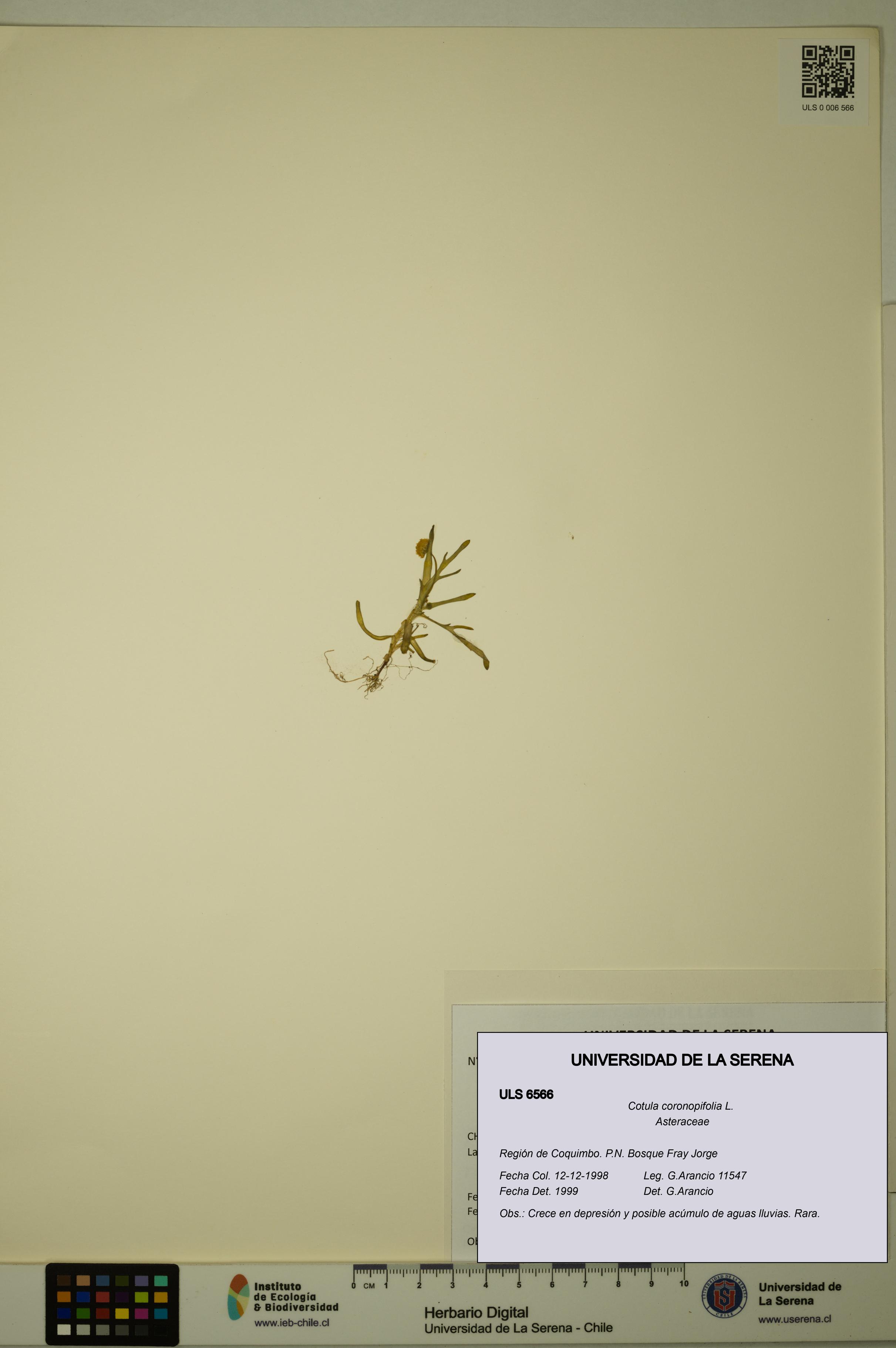 Cotula coronopifolia [Espécimen: ULS:ULS:0006566]