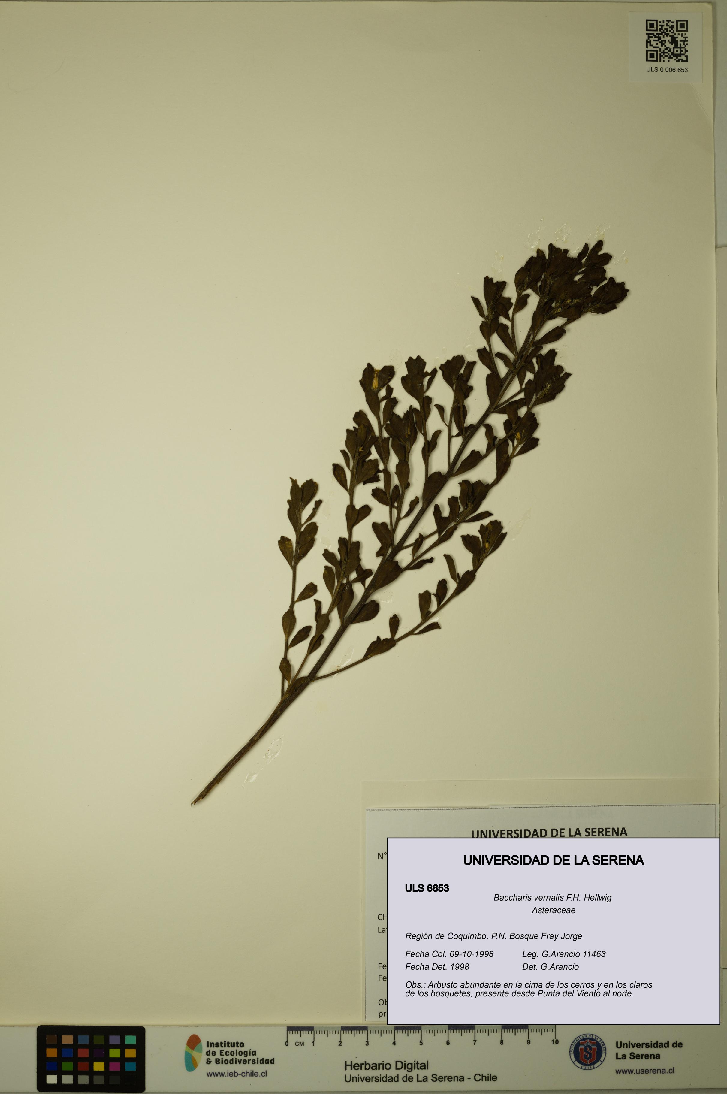 Baccharis vernalis [Espécimen: ULS:ULS:0006653]