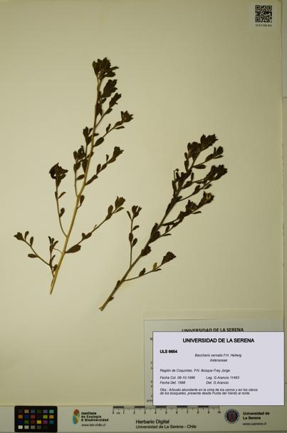 Baccharis vernalis [Espécimen: ULS:ULS:0006654]