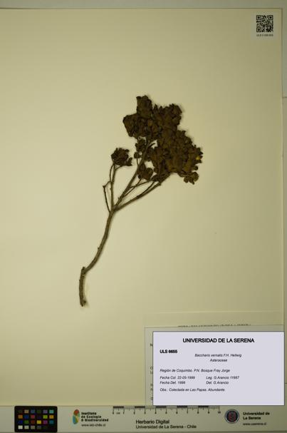 Baccharis vernalis [Espécimen: ULS:ULS:0006655]