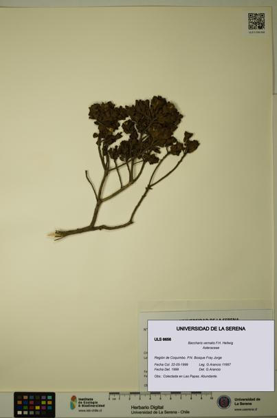 Baccharis vernalis [Espécimen: ULS:ULS:0006656]