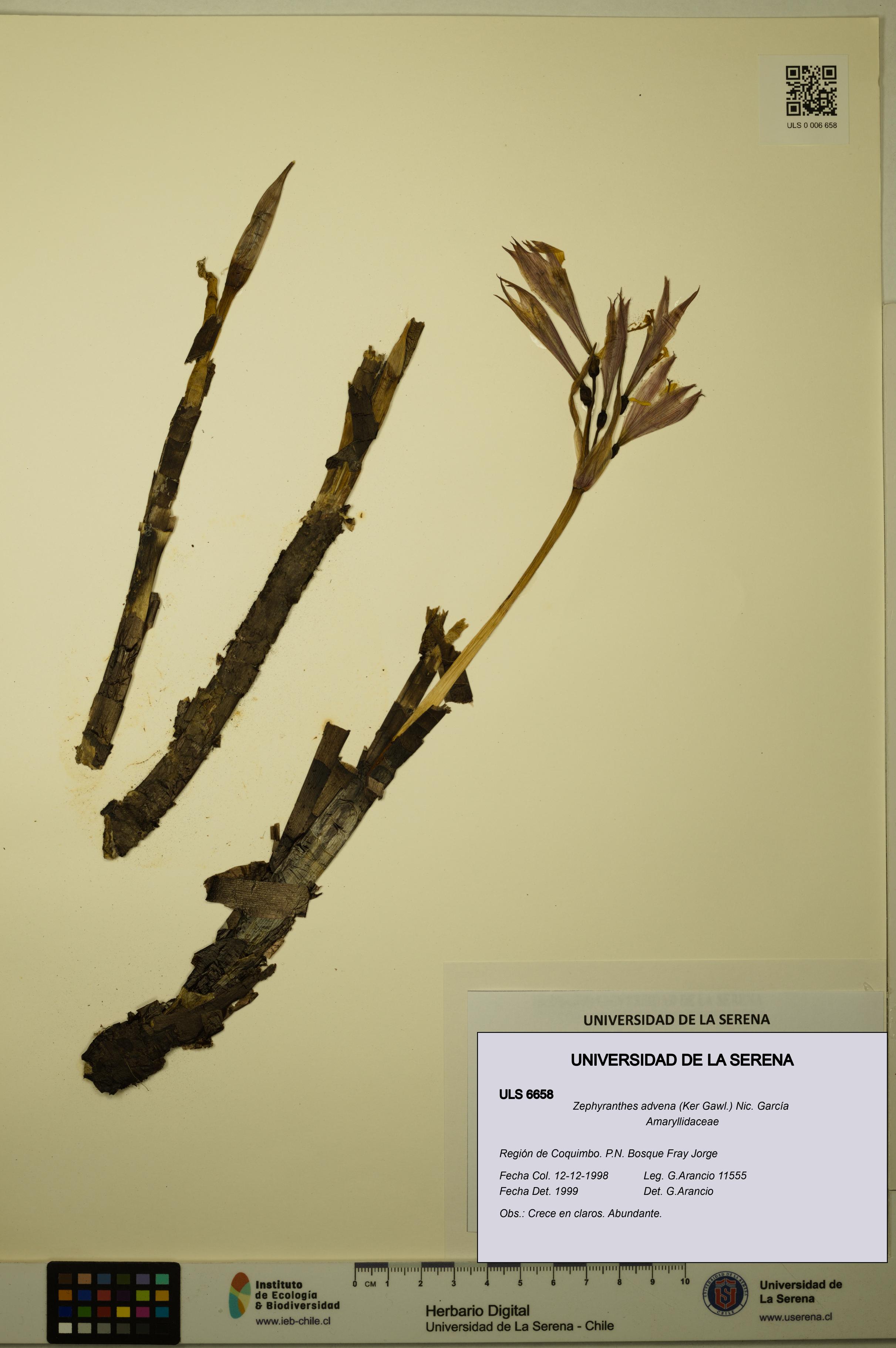 Zephyranthes advena [Espécimen: ULS:ULS:0006658]