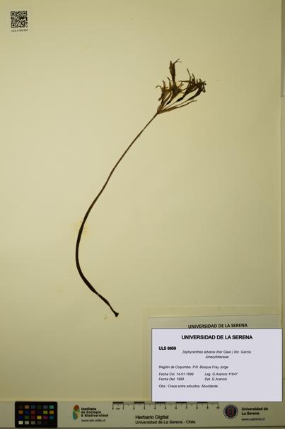Zephyranthes advena [Espécimen: ULS:ULS:0006659]