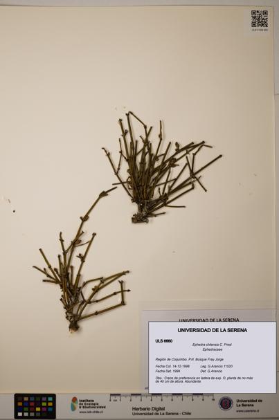 Ephedra chilensis [Espécimen: ]