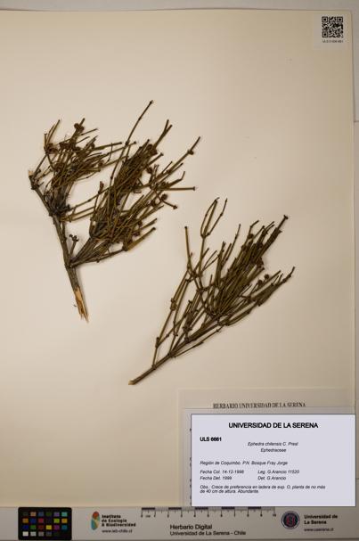 Ephedra chilensis [Espécimen: ]