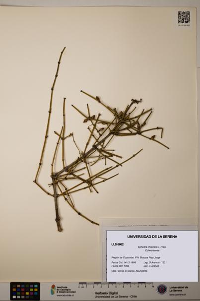 Ephedra chilensis [Espécimen: ]