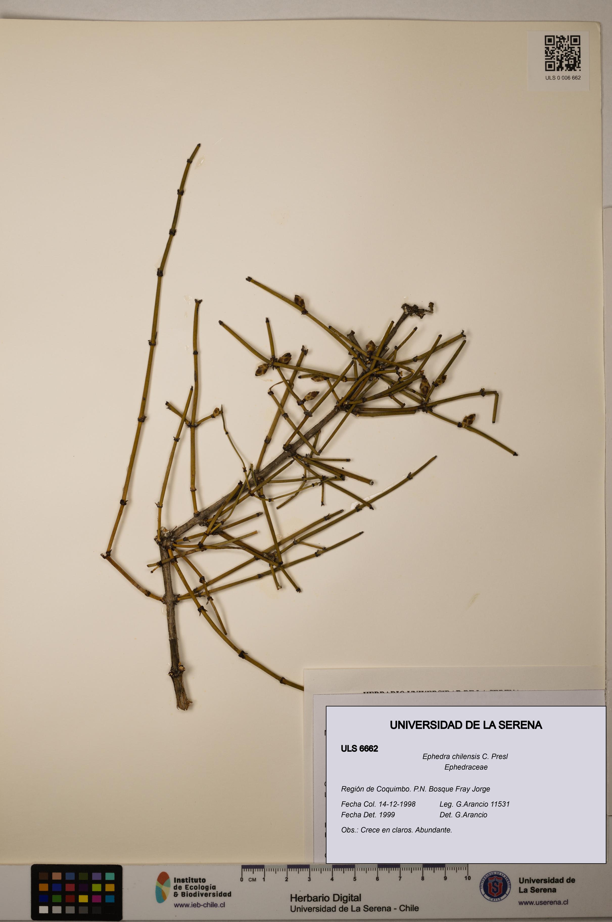 Ephedra chilensis [Espécimen: ]