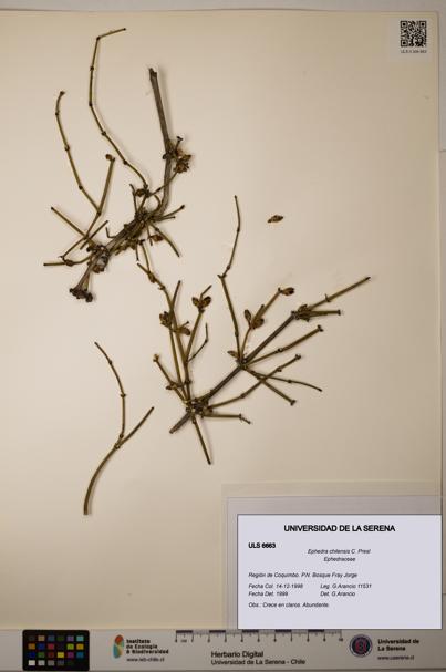 Ephedra chilensis [Espécimen: ]