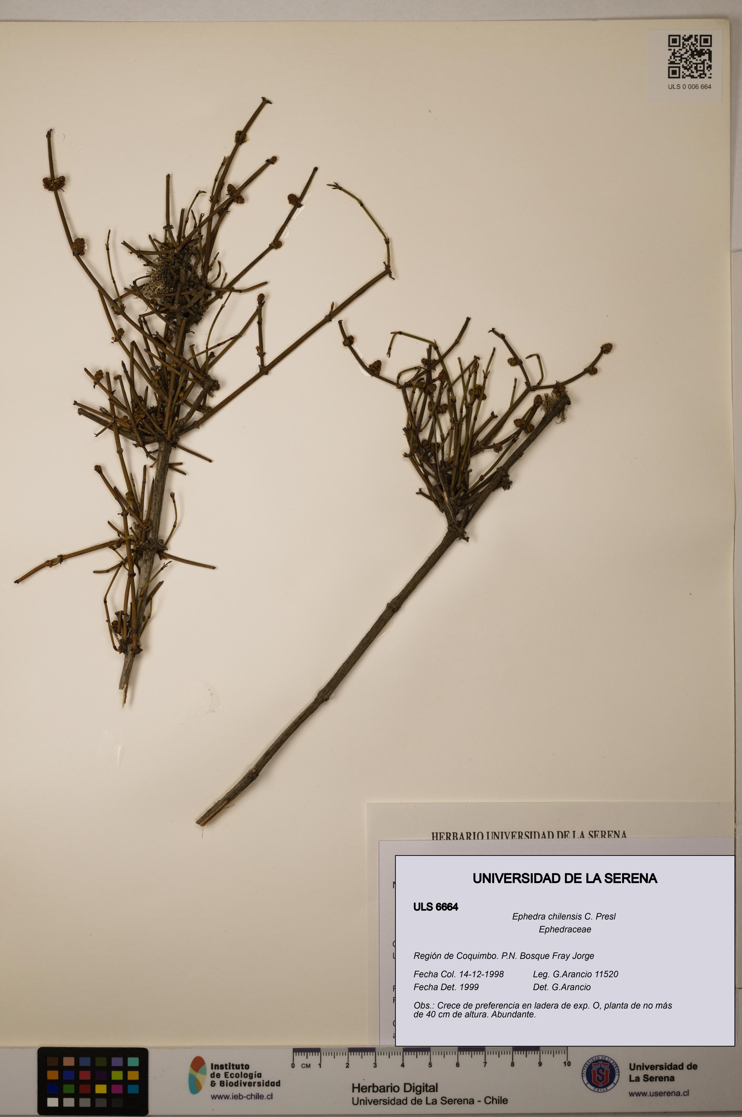 Ephedra chilensis [Espécimen: ]