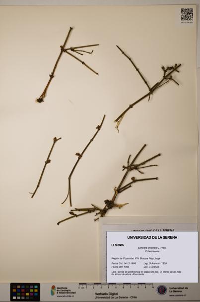 Ephedra chilensis [Espécimen: ]