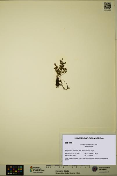Asplenium dareoides [Espécimen: ULS:ULS:0006666]