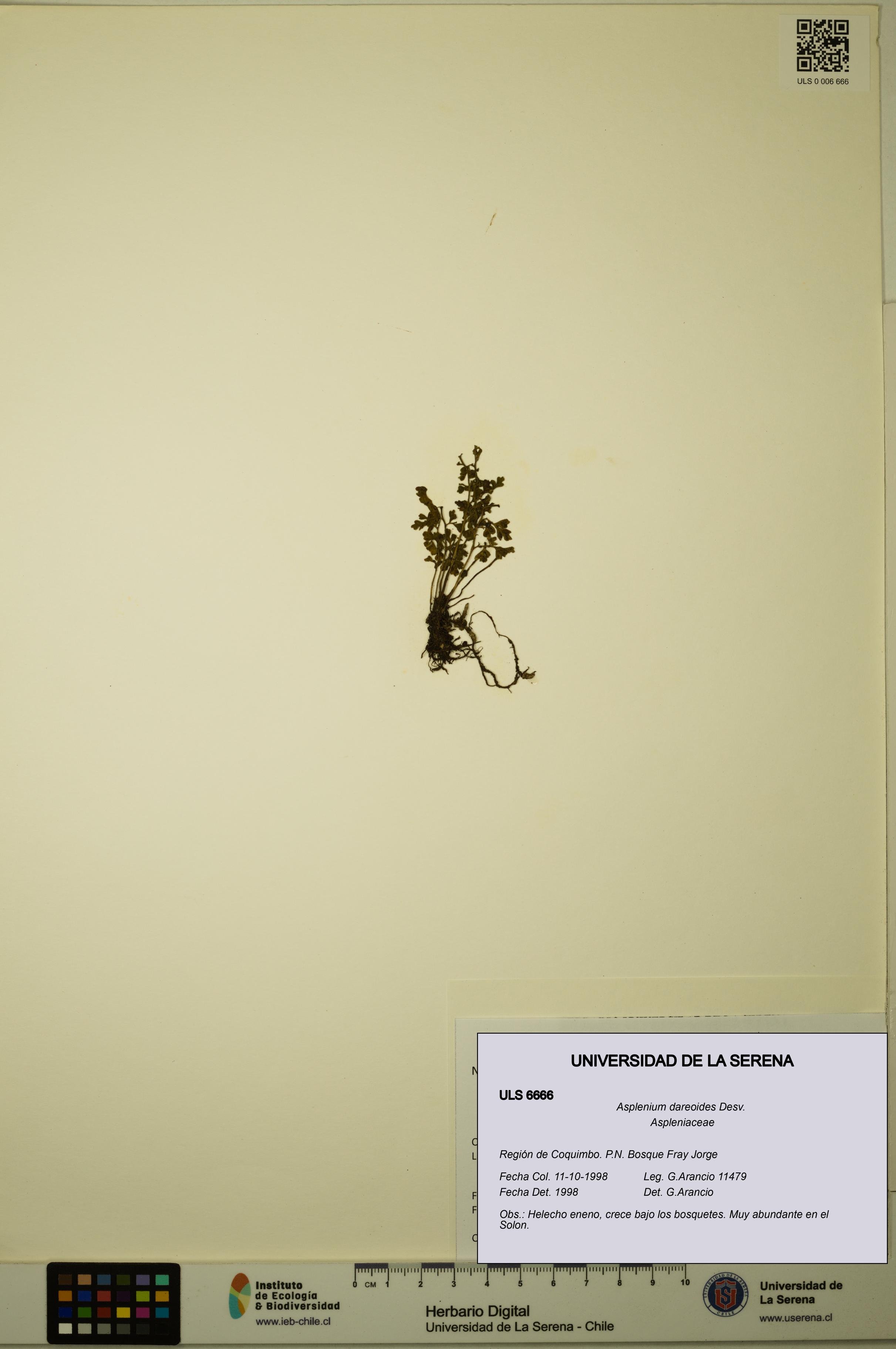 Asplenium dareoides [Espécimen: ULS:ULS:0006666]