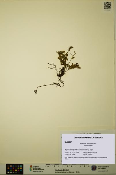 Asplenium dareoides [Espécimen: ULS:ULS:0006667]