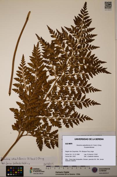 Rumohra adiantiformis [Espécimen: ULS:ULS:0006670]
