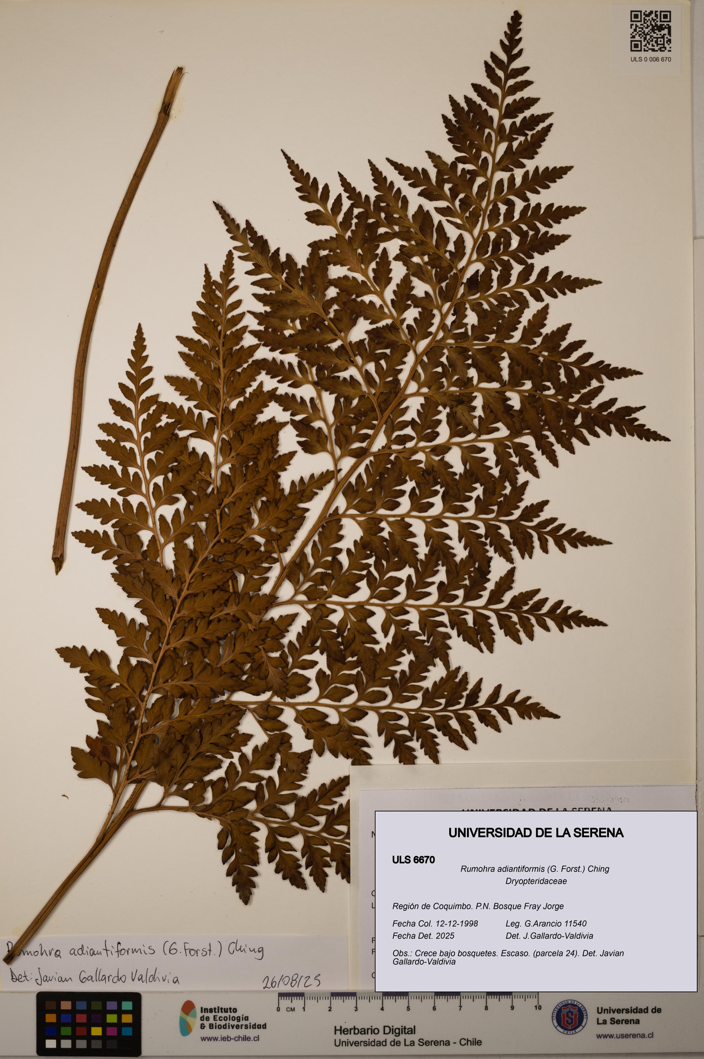 Rumohra adiantiformis [Espécimen: ULS:ULS:0006670]