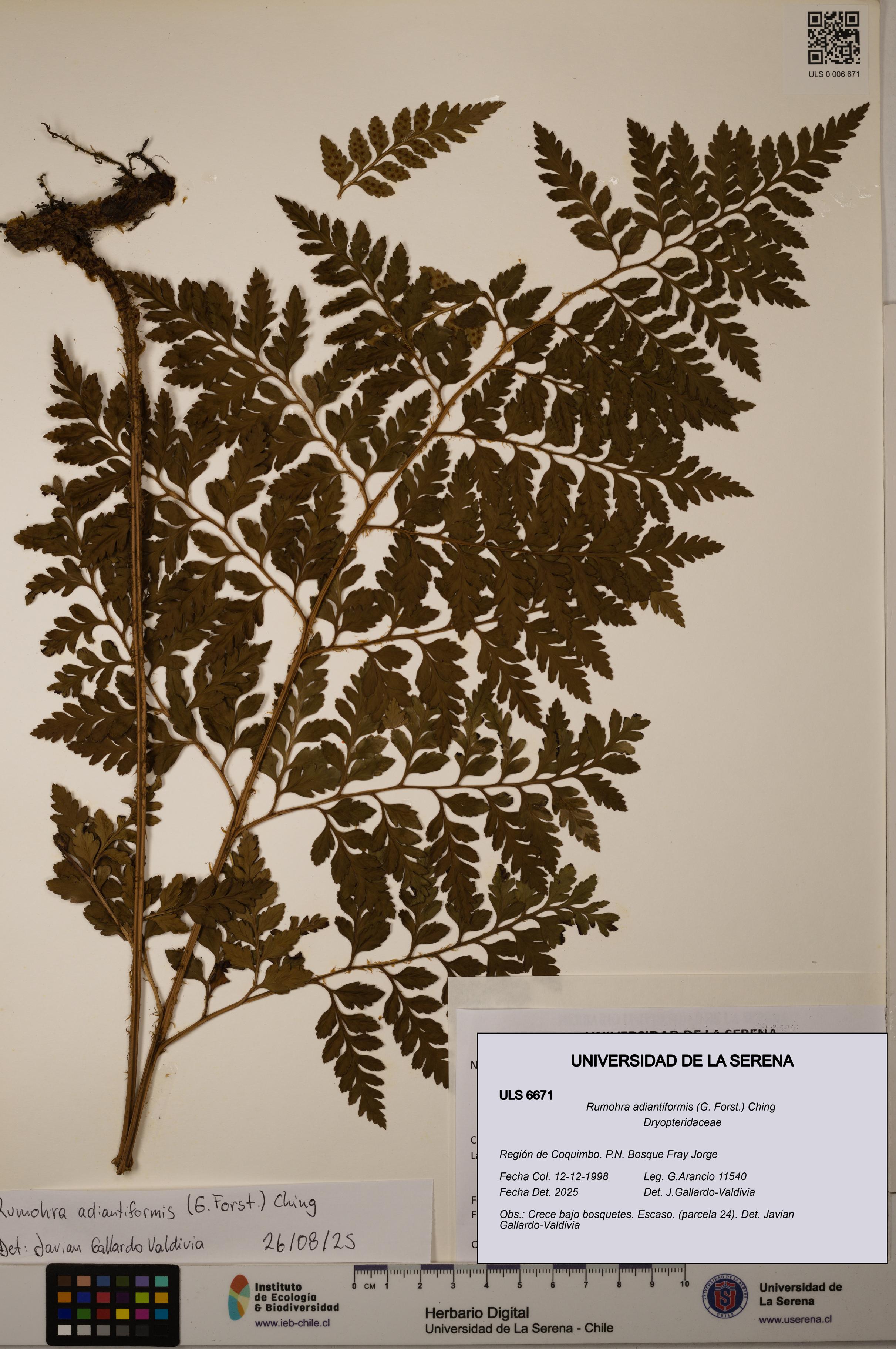 Rumohra adiantiformis [Espécimen: ULS:ULS:0006671]