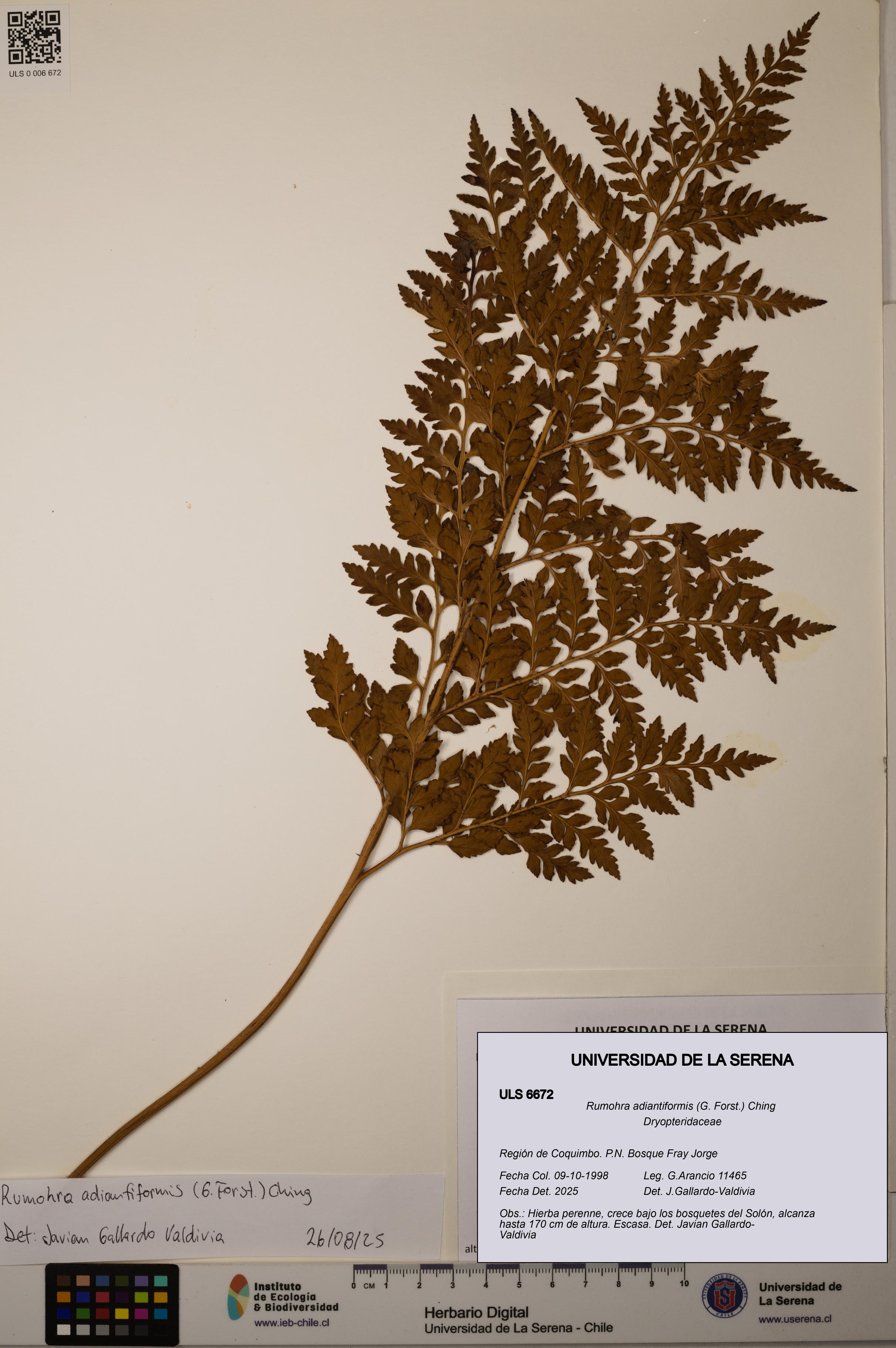 Rumohra adiantiformis [Espécimen: ULS:ULS:0006672]