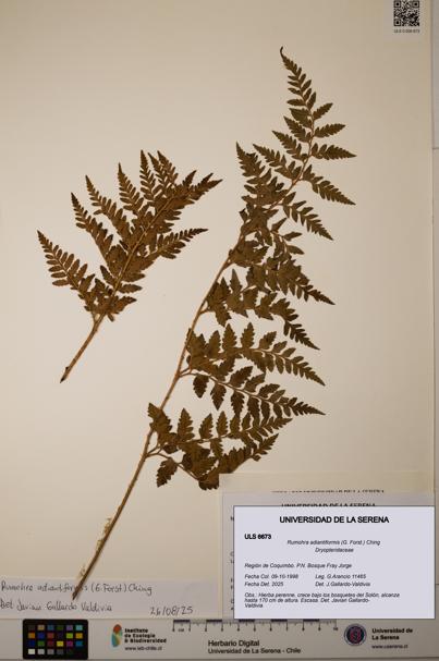 Rumohra adiantiformis [Espécimen: ULS:ULS:0006673]
