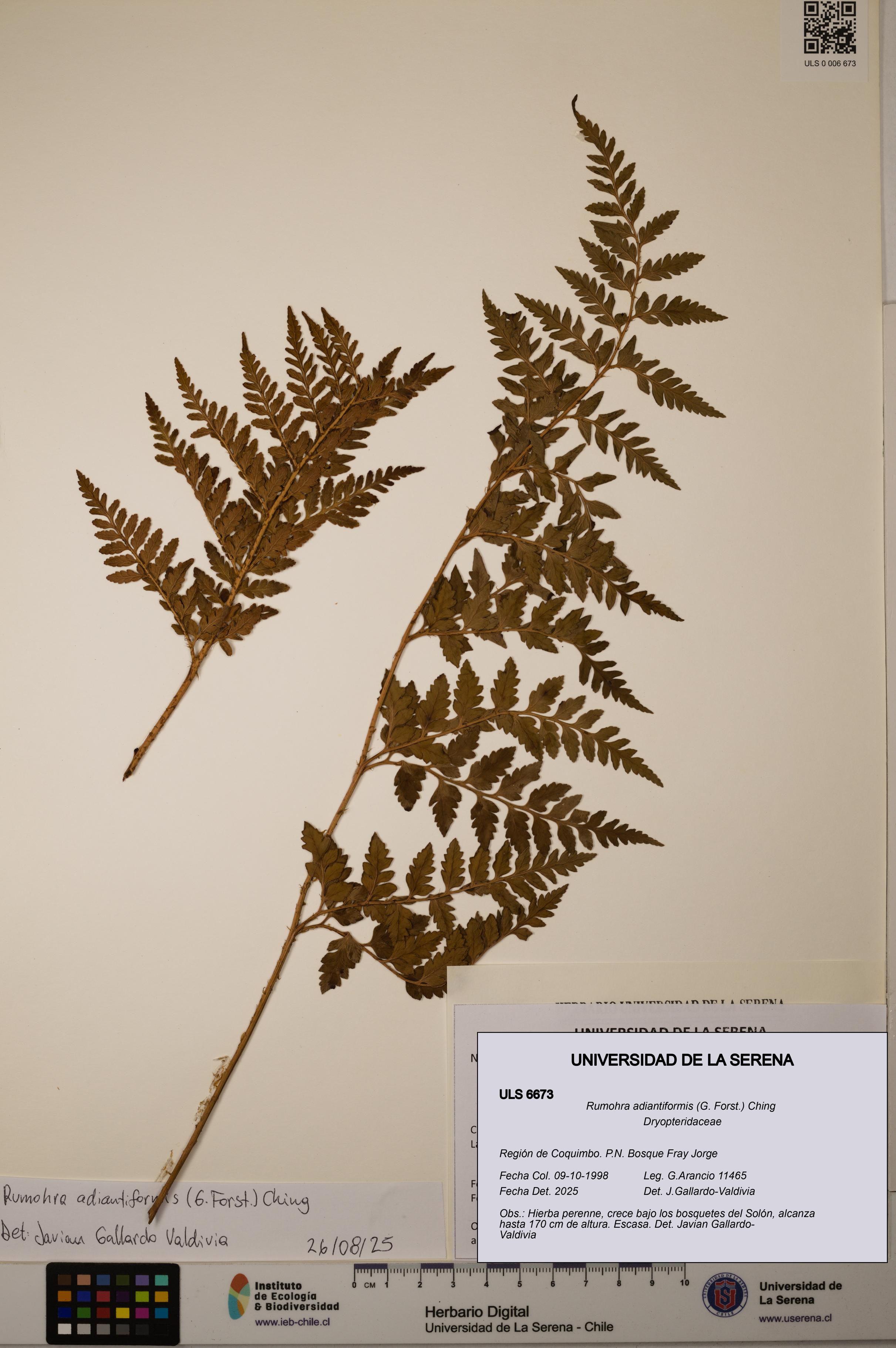 Rumohra adiantiformis [Espécimen: ULS:ULS:0006673]