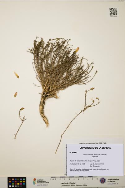 Linum macraei var. macraei [Espécimen: ULS:ULS:0006683]