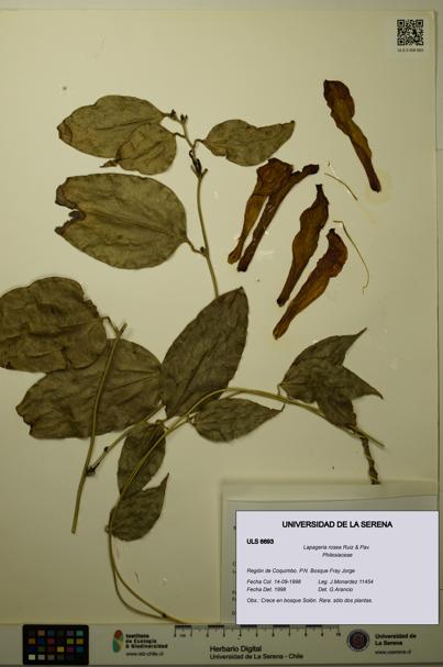 Lapageria rosea [Espécimen: ULS:ULS:0006693]