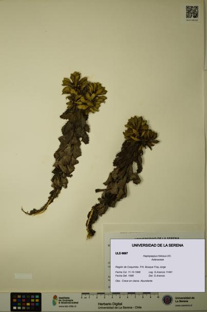 Haplopappus foliosus [Espécimen: ULS:ULS:0006697]