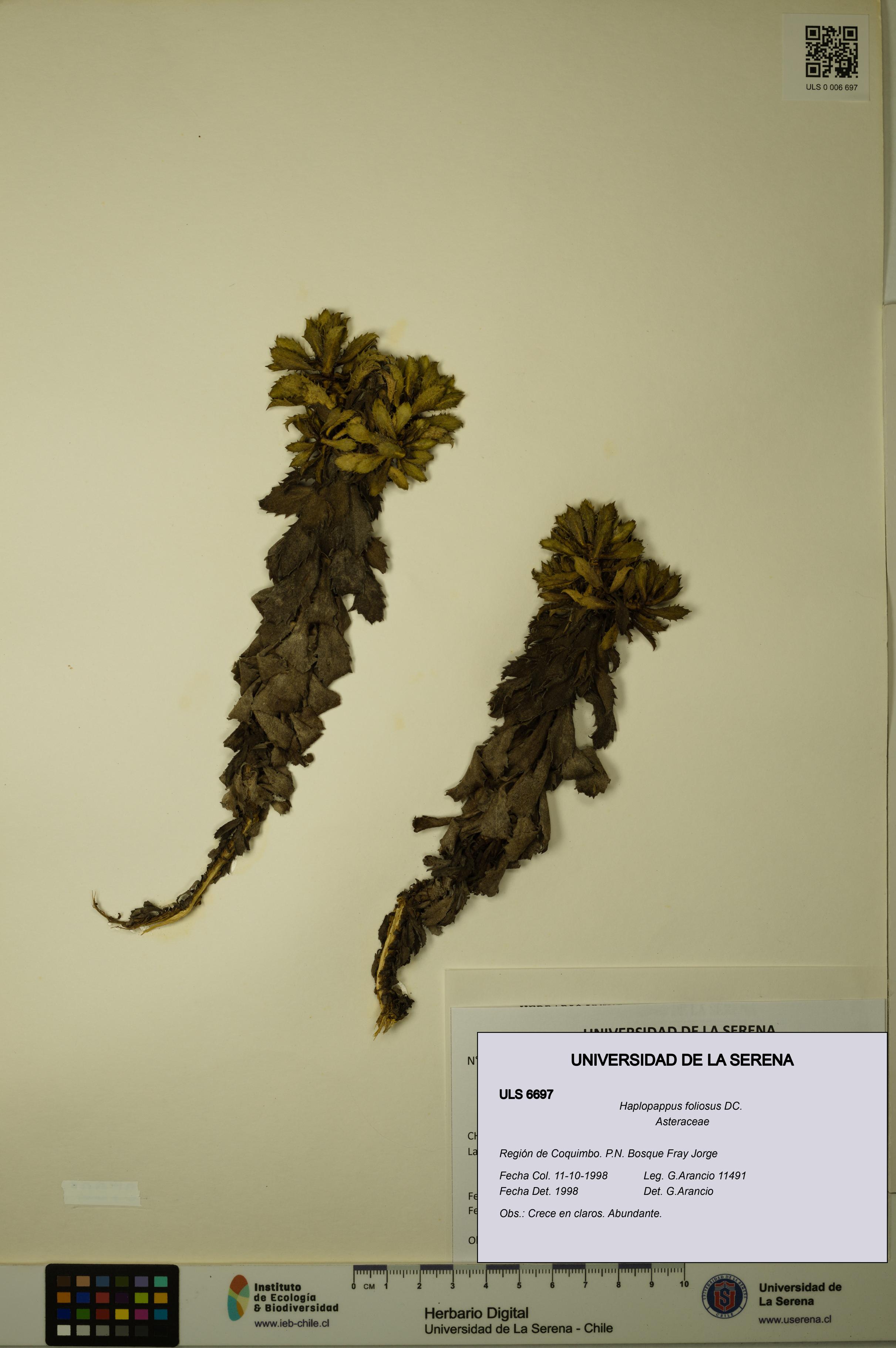Haplopappus foliosus [Espécimen: ULS:ULS:0006697]