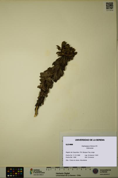 Haplopappus foliosus [Espécimen: ULS:ULS:0006698]