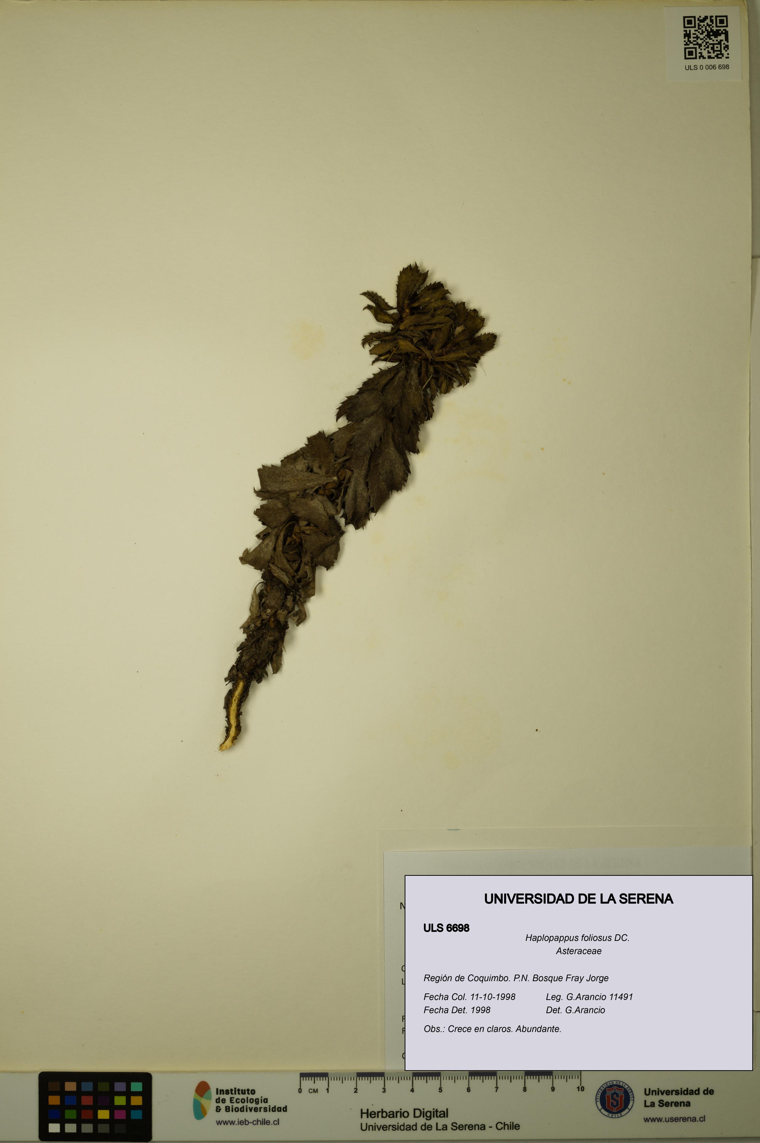 Haplopappus foliosus [Espécimen: ULS:ULS:0006698]