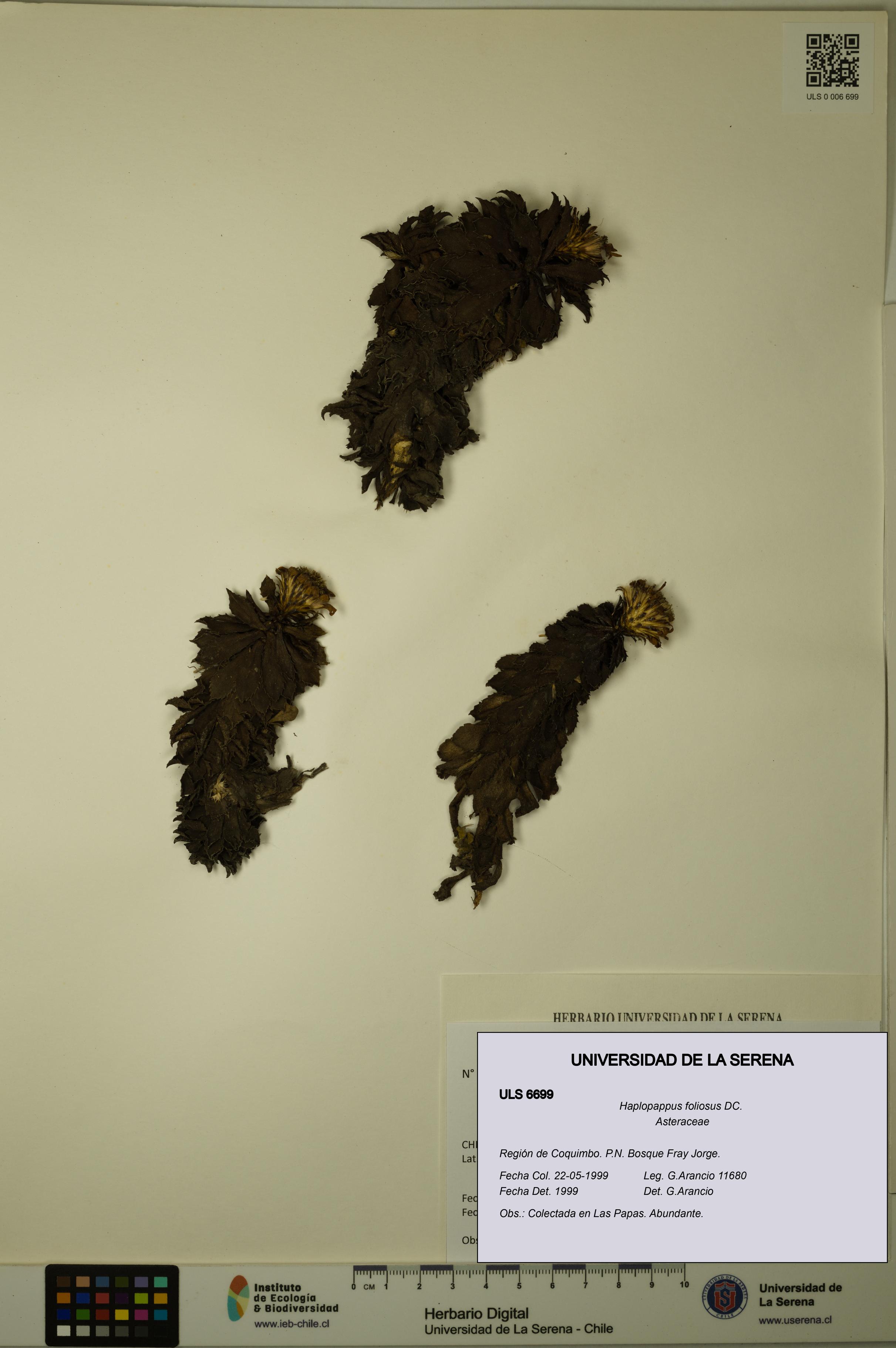 Haplopappus foliosus [Espécimen: ULS:ULS:0006699]