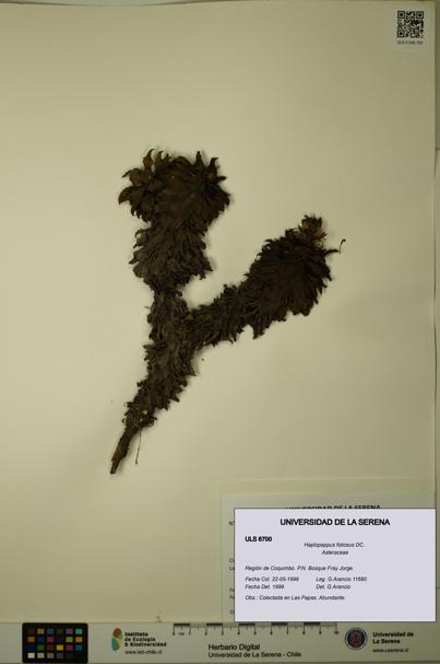 Haplopappus foliosus [Espécimen: ULS:ULS:0006700]