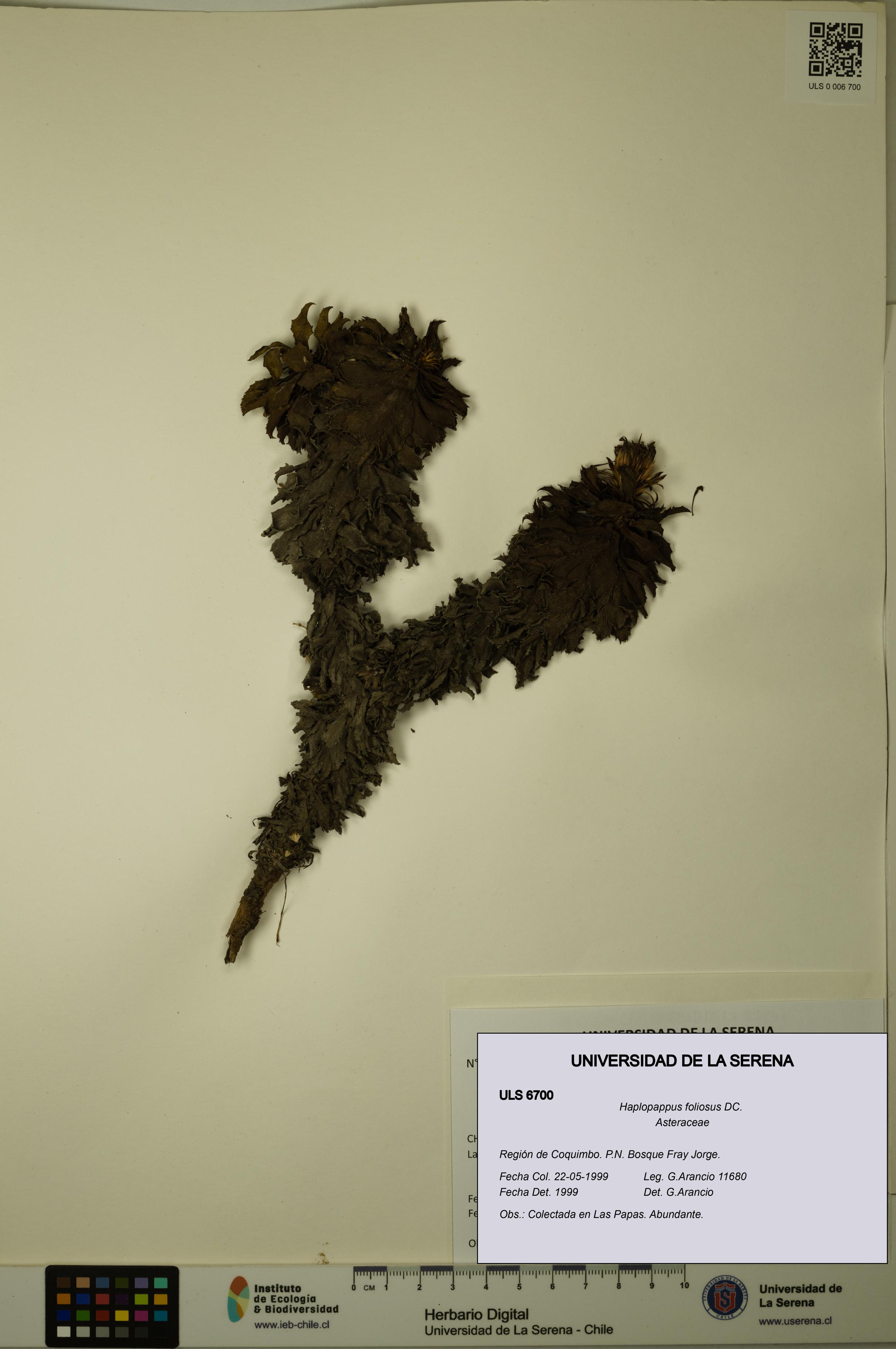 Haplopappus foliosus [Espécimen: ULS:ULS:0006700]