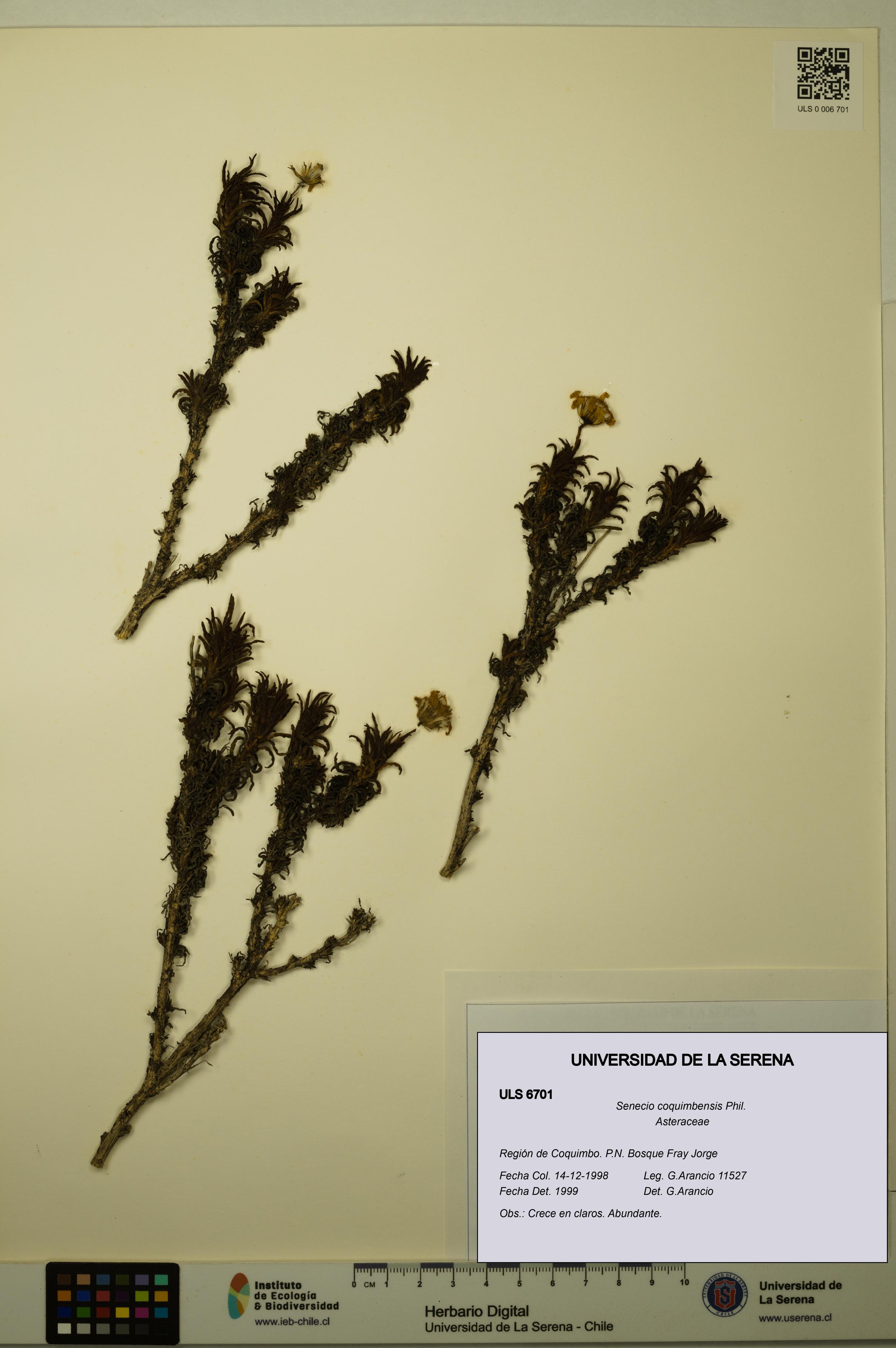 Senecio coquimbensis [Espécimen: ULS:ULS:0006701]