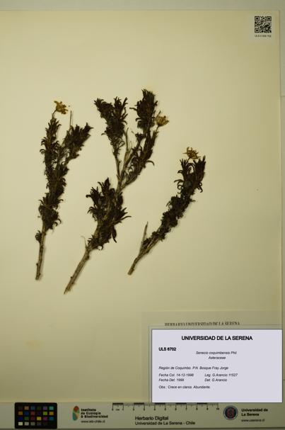 Senecio coquimbensis [Espécimen: ULS:ULS:0006702]