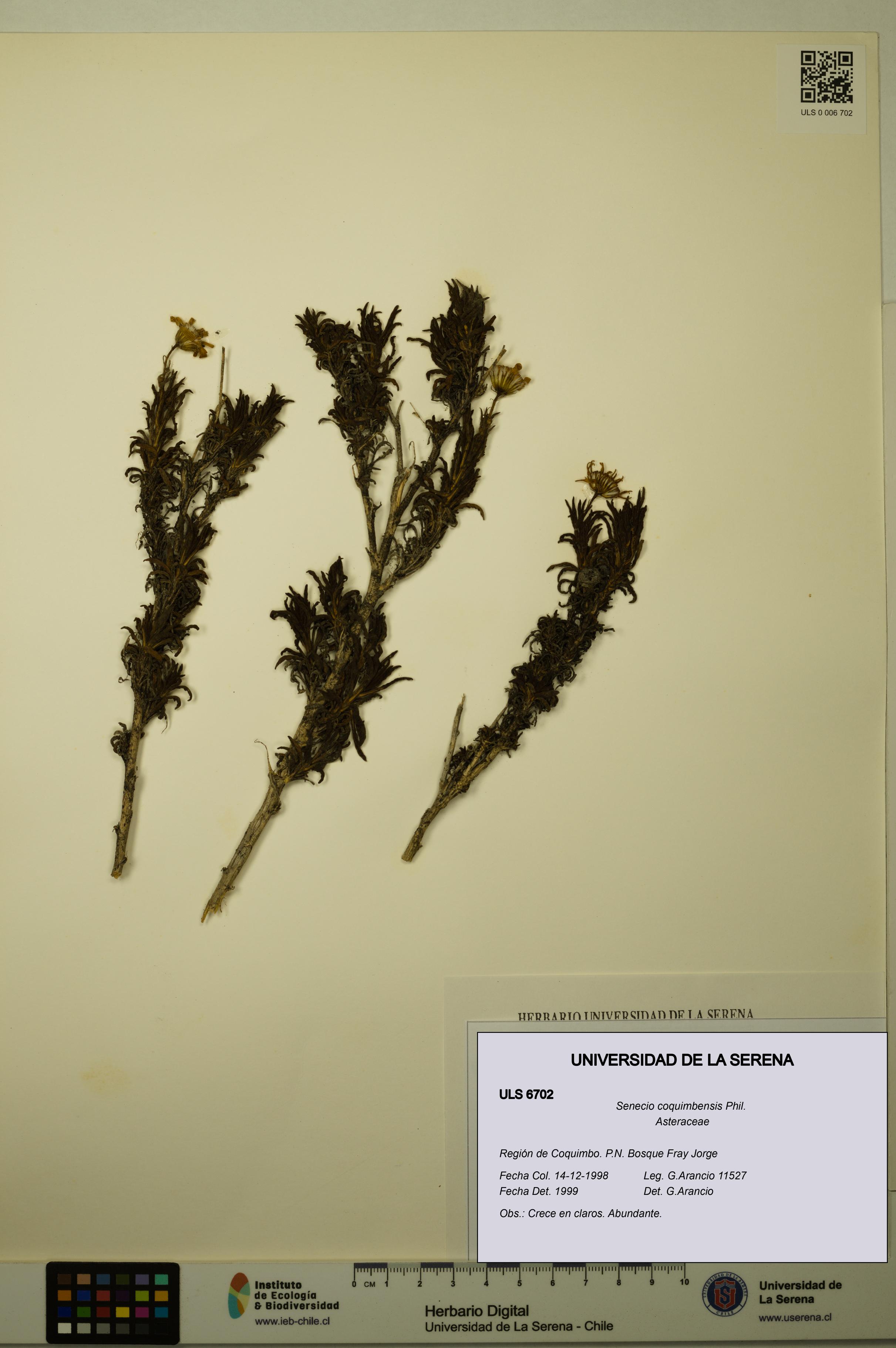 Senecio coquimbensis [Espécimen: ULS:ULS:0006702]