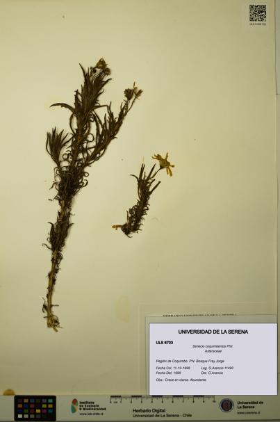 Senecio coquimbensis [Espécimen: ULS:ULS:0006703]